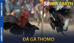 Đá gà Thomo