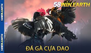 Đá gà cựa dao